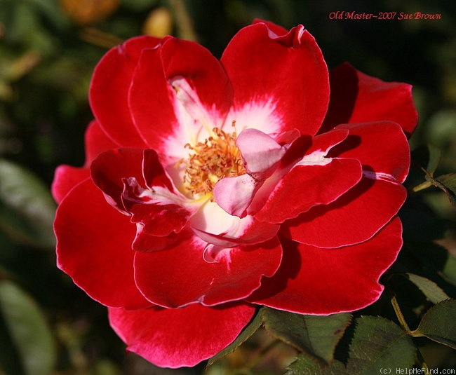 'Old Master' rose photo