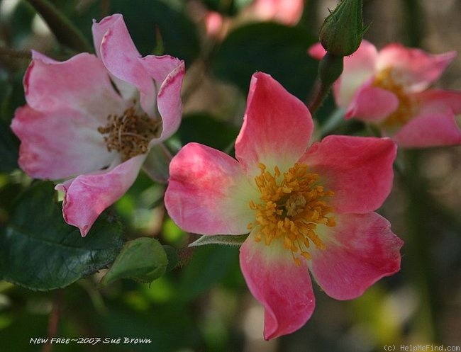 'New Face (shrub, Interplant 1978)' rose photo