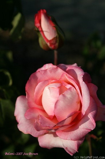 'Belami (hybrid tea, Kordes, 1985)' rose photo