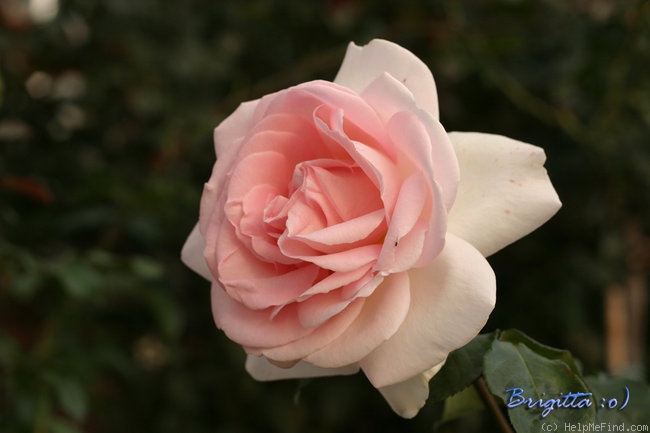 'Schloss Ippenburg' rose photo