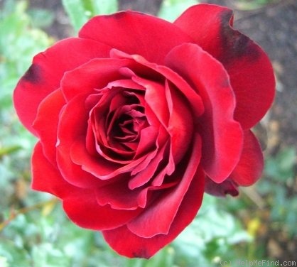 'Black Ice' rose photo