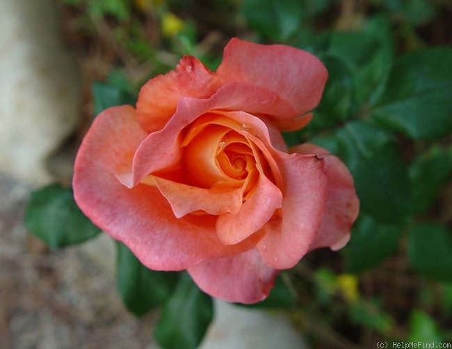 'Dorothy Wilson' rose photo