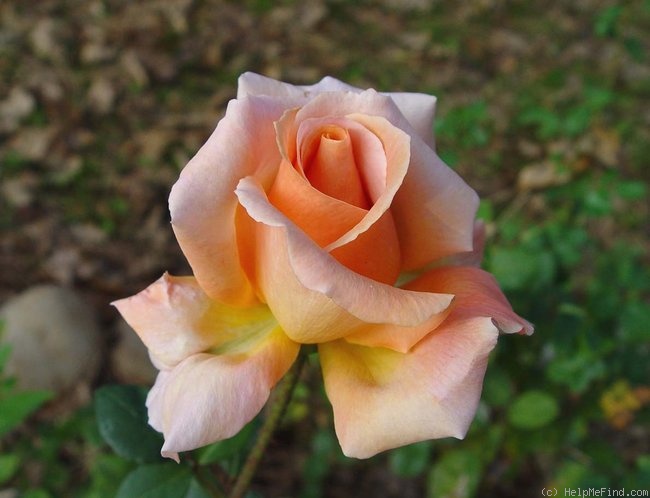 'Special Occasion' rose photo