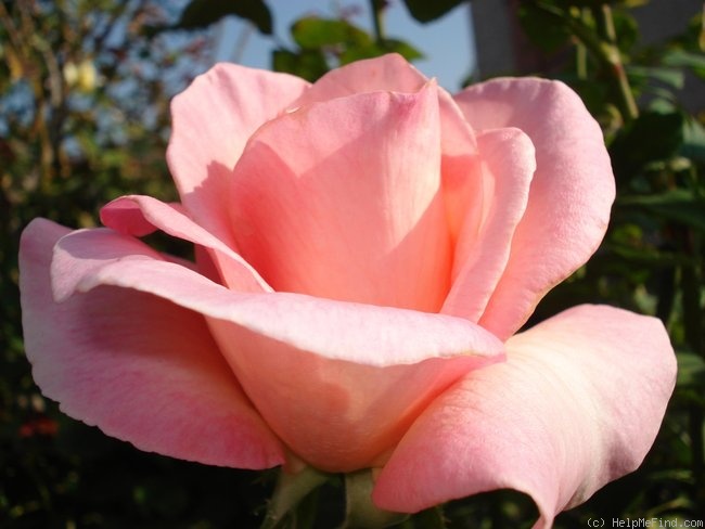 'Lovely Lady (hybrid tea, Dickson before 1981)' rose photo