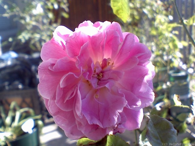 'AUSmary' rose photo
