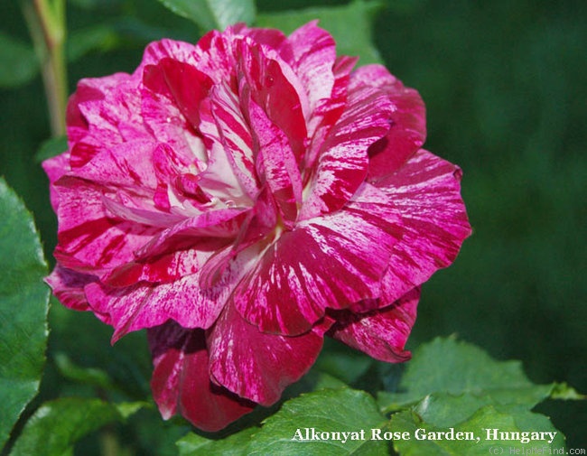 'Purple Tiger (Floribunda, Christensen, 1991)' rose photo