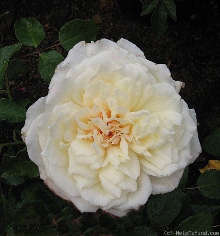 'White Ensign (hybrid tea, McGredy, 1925)' rose photo