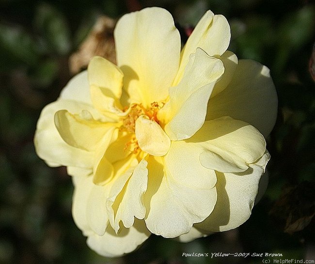 'Poulsen's Yellow' rose photo