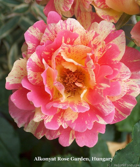 'Rose des Cisterciens ®' rose photo