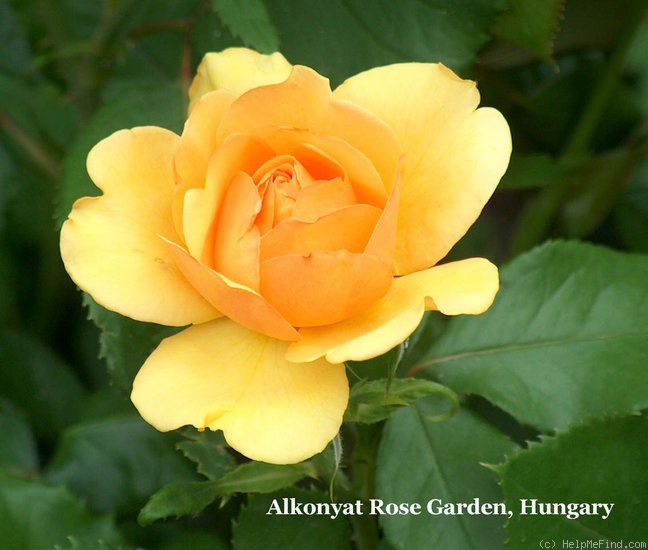 'Simply The Best' rose photo