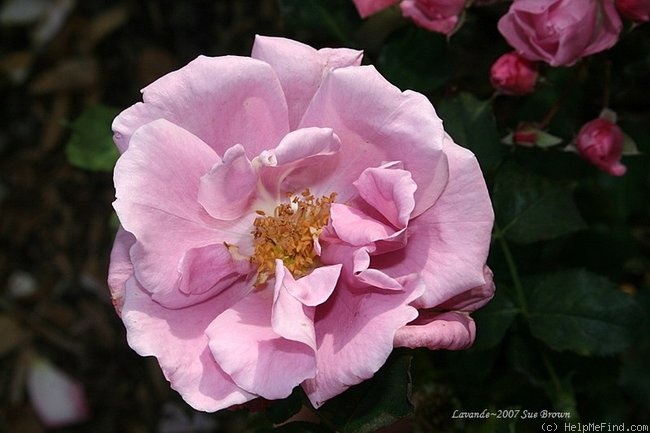 'Lavande' rose photo