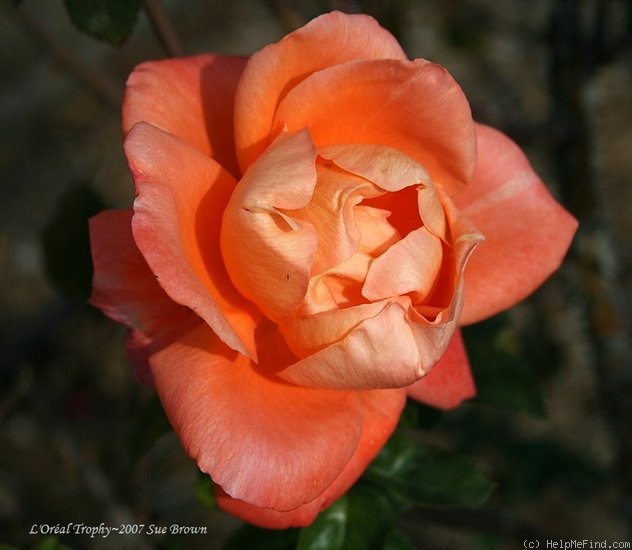 'L'Oréal Trophy' rose photo