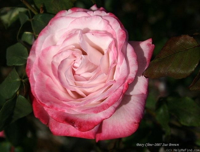 'Patsy Cline ™ (Hybrid Tea, Christensen, 1983)' rose photo