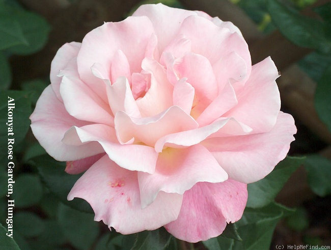 'Audrey Wilcox' rose photo