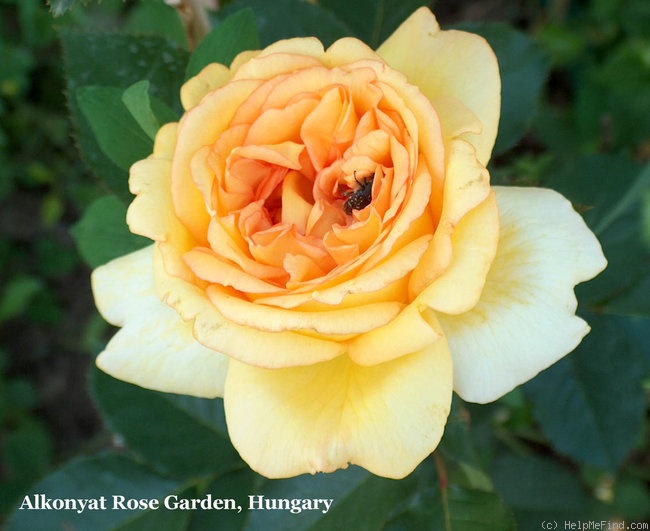 'Global Beauty' rose photo