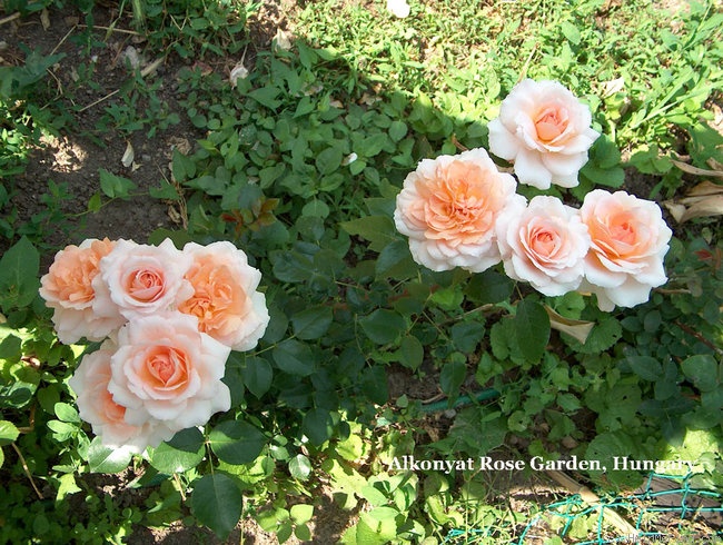 'Schloss Eutin ® Fairy Tale' rose photo