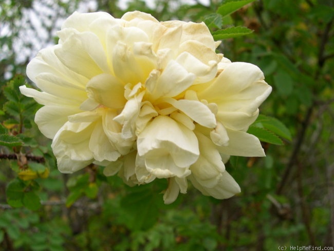 'Kilwinning' rose photo