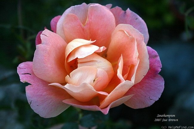 'Southampton' rose photo