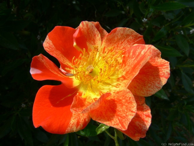 'Candle in the Wind' rose photo