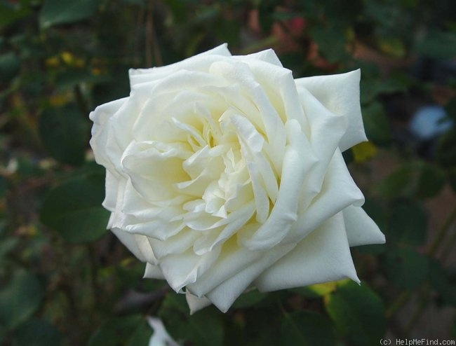 'Victorian Lace' rose photo