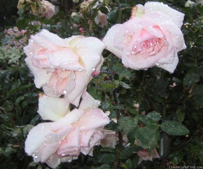 'Catherine Mermet' rose photo