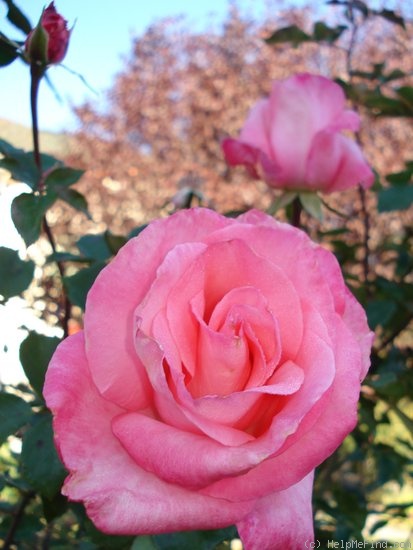 'Diane de Poitiers (hybrid tea, Croix, 1985)' rose photo
