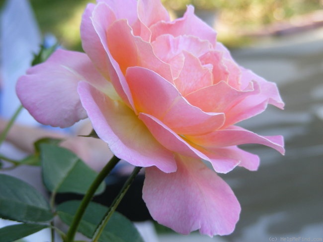 'Elle ® (hybrid tea, Mouchotte/Meilland 1999)' rose photo