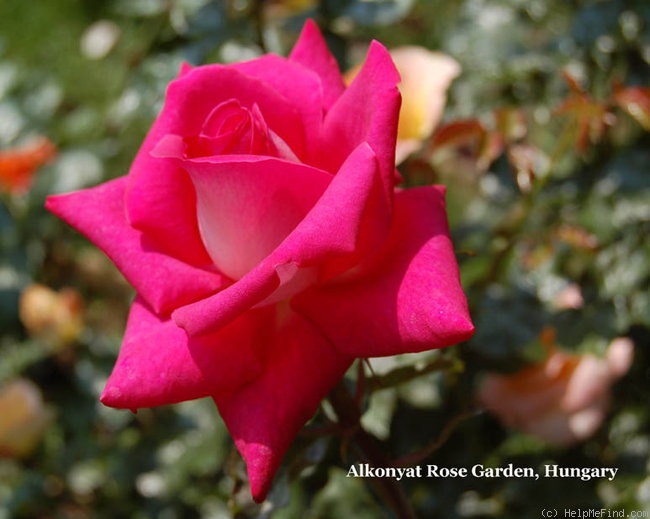 'Charlies Rose' rose photo