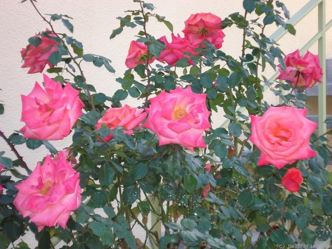 'Christine Lanson (Hybrid Tea, Orand, 1962)' rose photo