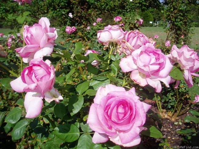 'Esmeralda (hybrid tea, Kordes, 1973)' rose photo
