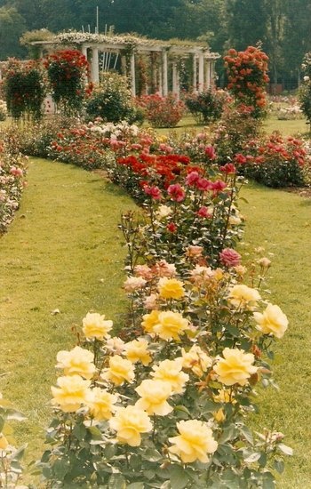 'Tête d'Or/Roseraies du Parc de la Tête d'Or'  photo