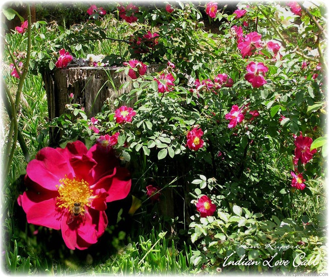 'Indian Love Call' rose photo
