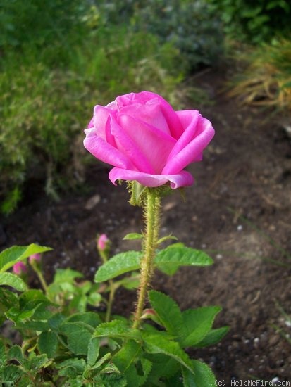 'Duchesse de Verneuil' rose photo