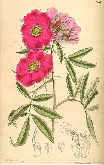 '<i>Rosa foliolosa</i> Nutt. ex Torr. & A.Gray' rose photo