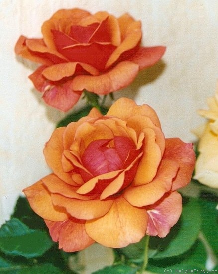'Adagio (hybrid tea, Cocker, 1998)' rose photo