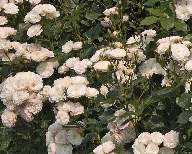 'Bouquet Parfait ® (Hybrid Musk, Lens, 1989)' rose photo