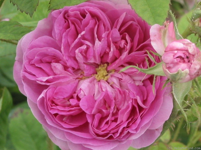 'Dumortier' rose photo