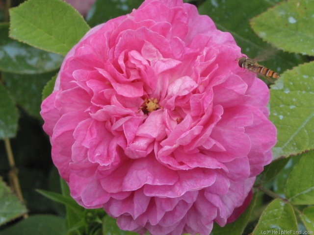 'Marie Louise (Damask, Haghen, by 1810)' rose photo
