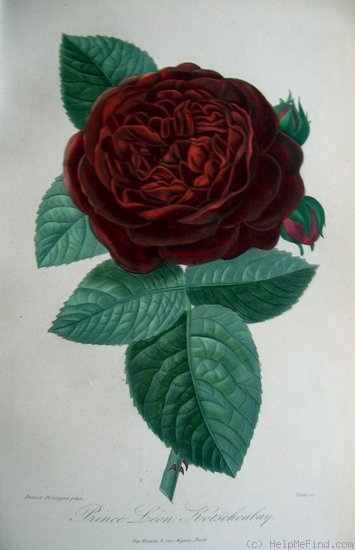 'Prince Léon Kotschoubey' rose photo