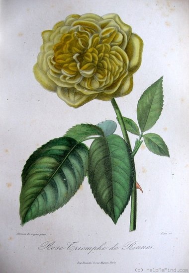 'Triomphe de Rennes (tea noisette, Panaget/Lancezeur, 1857)' rose photo