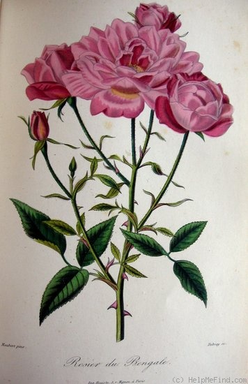 'Rose du Bengale' rose photo