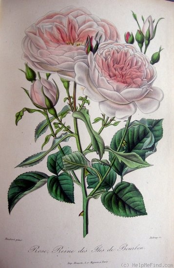 'Reine des Îles Bourbon' rose photo