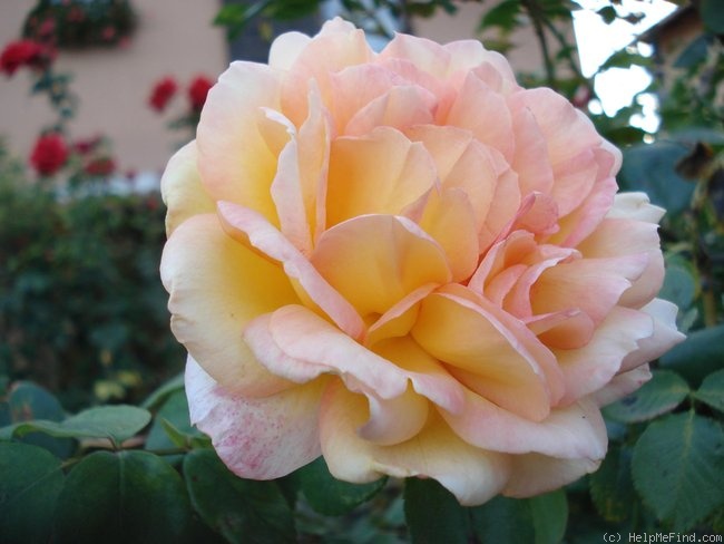 'Philippe Noiret ®' rose photo