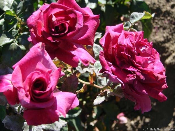 'Purple Passion ™' rose photo