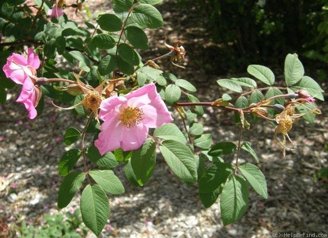 'Master Hugh' rose photo