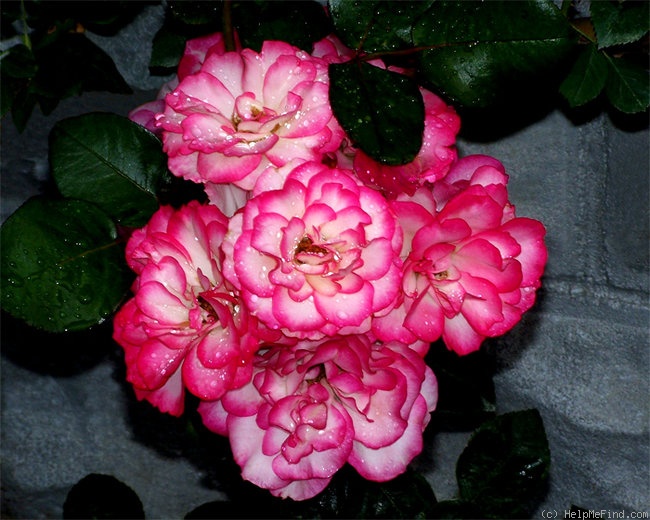 'Hannah Gordon' rose photo
