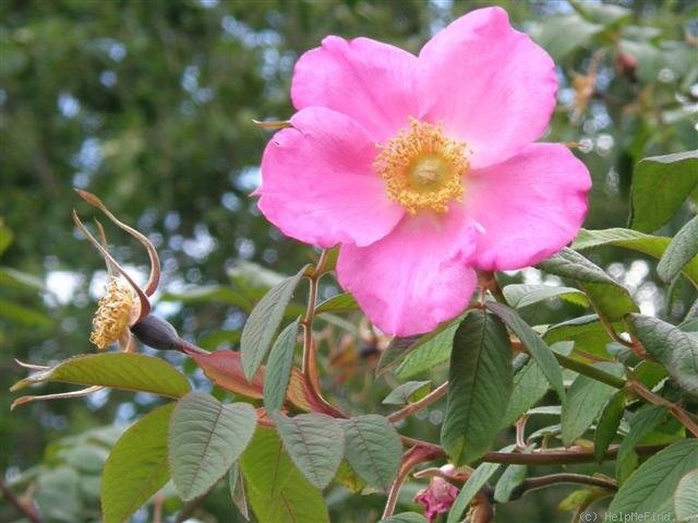 'Master Hugh' rose photo