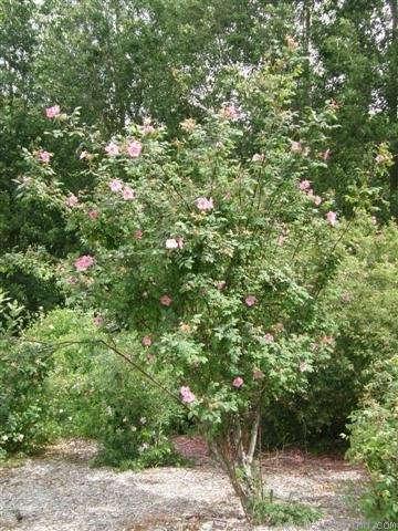 'Master Hugh' rose photo