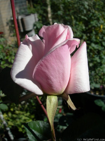 'Alister's Gift ™' rose photo