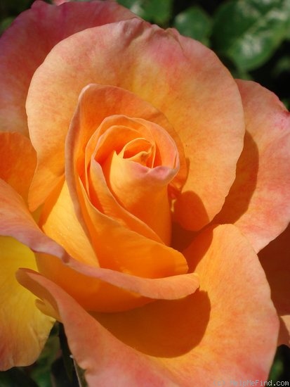 'Rochemenier Village ®' rose photo